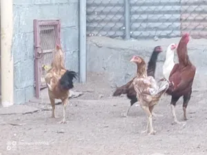 السلام عليكم ورحمة الله وبركاته