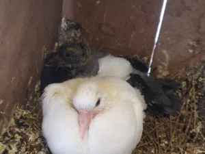 .600 pigeons kids