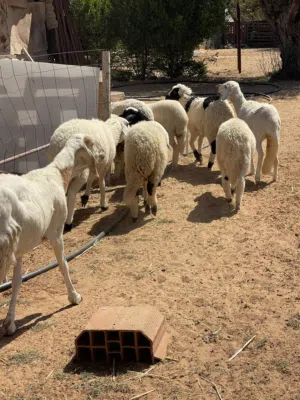 خروف و 6 فطايم للبيع