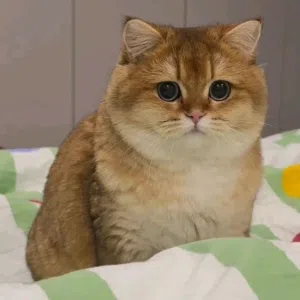 جينا 