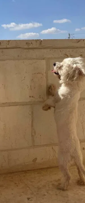 كلبة للبيع