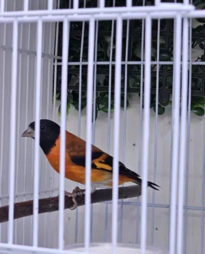 سسكن فنزويلا طفره إنتاج محلي