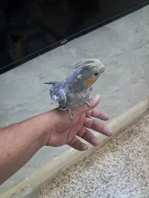 طيور كوكتيل