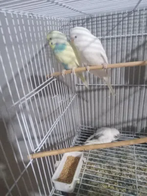 كوبيا بقالينو