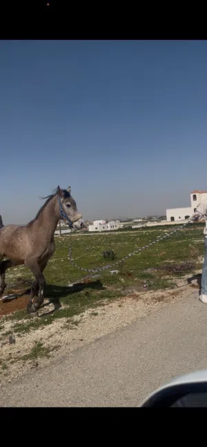 حصان عربي بدوي فحل
