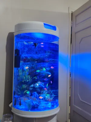 حوض سمك كبير وبحاله جيدة جمبه حوض صغير وبحاله جبدة