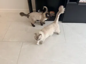 Adorable & Friendly Cat Duo for Sale – Fully Equipped Starter Bundle!