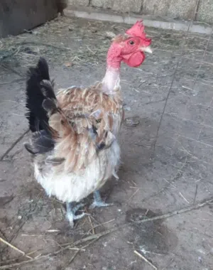 سلام عليكم فرنسوي سامو نقبل تحويل