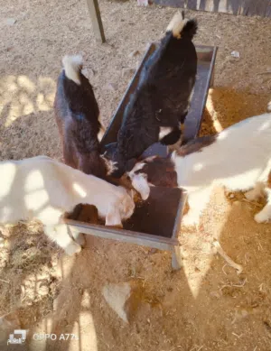 مواليد جباليات سمينات ما شاء عليهم