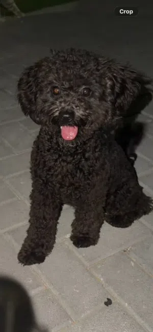 Poodle male very smart