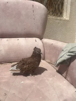 فحل نكرو بيع او مراوس بنثية