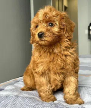 Cute Male & Female Toy Poodle Puppies Available for a Loving Home