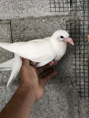 ‏حمام‏0