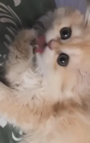 Scottish fold gold