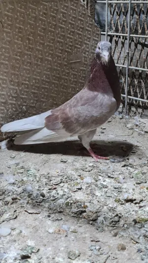 زوج حمام لوت