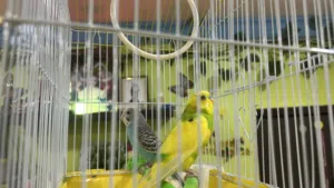 love birds (male/female)young
