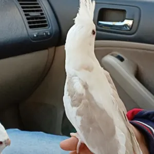 ما شاء الله تبارك الله