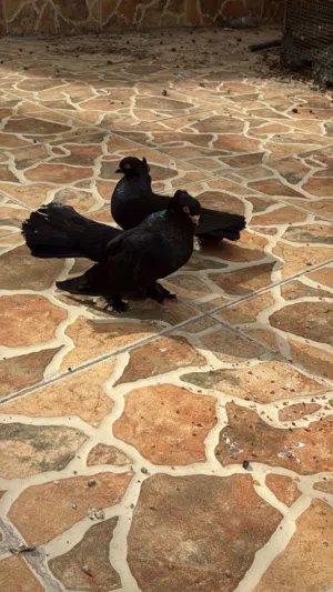للبيع زوج كرنجو اصل سريع الإنتاج وبحاله ممتاره والحمدلله