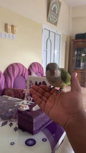 للبيع ببغاء كويكر (الراهب)