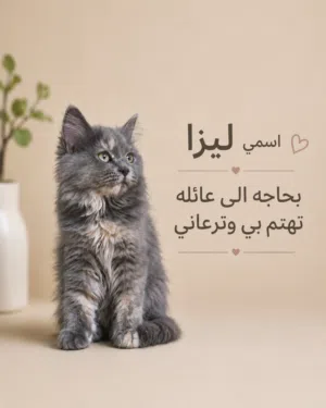 للتبني قطة منزلية شيرازي انثى بيور