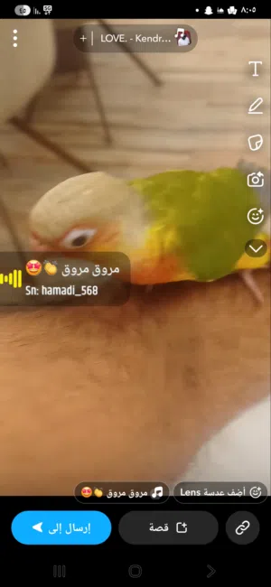 كنيور باينبل عمره 3شهور والطير اليف ونشبه