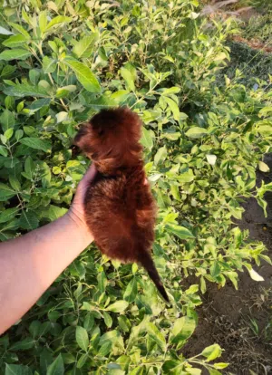 للبيع شيواوا