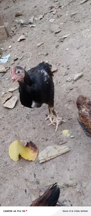 لبيع 2ديوجه و3دجاجات عمر4شهور صحه جيده