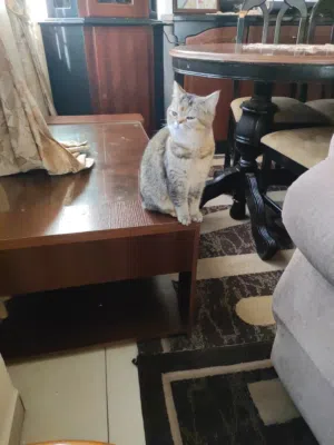 British Shorthair mix