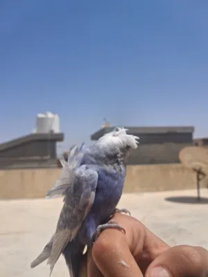 طائر البادجي الريبوو