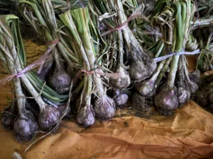 البيع ثوم عماني