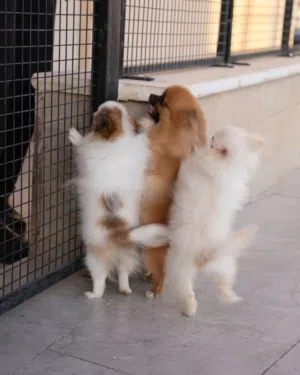 اقل سعر في الاردن جراء منزليه اللقاحات اللازمه وجرعه الدود ومايكروشيب