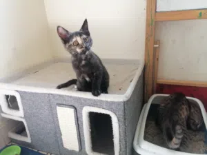 قطط مع اغراضها