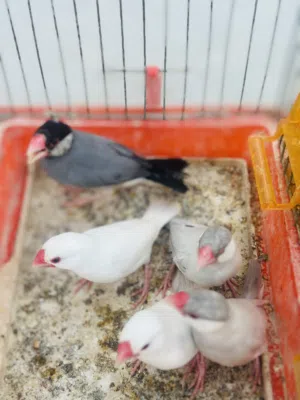 زيبرا بودا 5 طروف ألوان مشاءلله