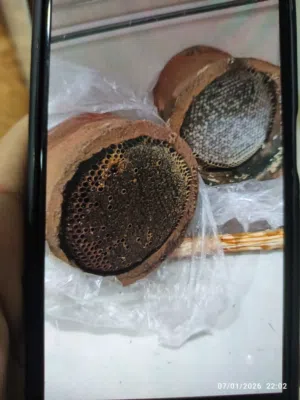 العسل في الکوز