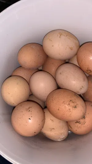 بيض براهما عدد 23