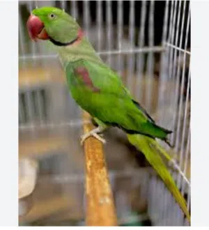 مطلوب دره نيبالي بزار بسعر مناسب