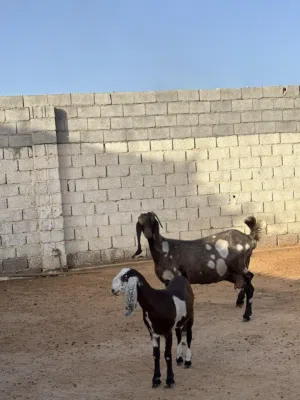 عنز هجين قبرصي