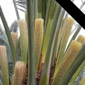 تخصص نخل تشليح ضبان كتف نخيل تلقيح نخيل كل ما يخص النخيل في المملكه العربيه السعوديه