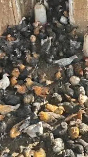 صوص عمر شهر ونص