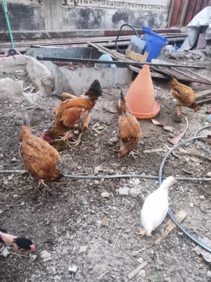دجاج عرب للبيع /أبي الخصيب العوجه/ الرجاء الاتصال فقط