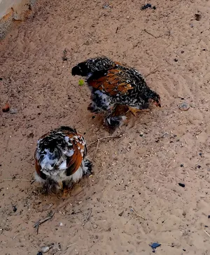 Chickens0