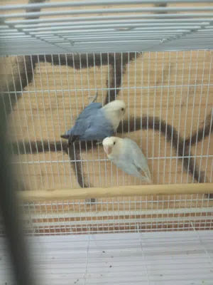 بيع طيور روز