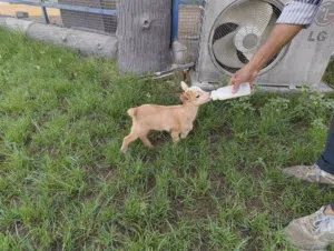 Dwarf baby goats for sale