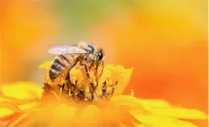 عسل يمني اصلي ومضمون ومكفول  وتوصيل مجاني