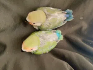 فروخ روز للبيع السعر الواحد ب10الاثنين ب18