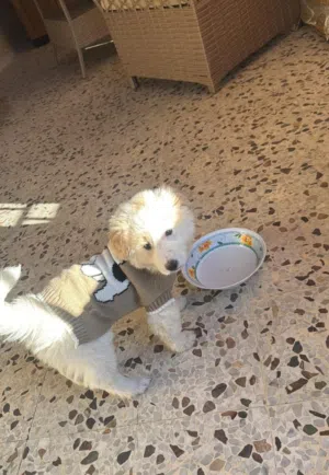 cute  maltese mini puppy