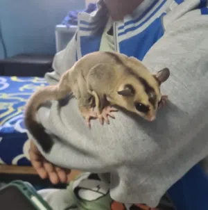 للبيع سنجاب طائر