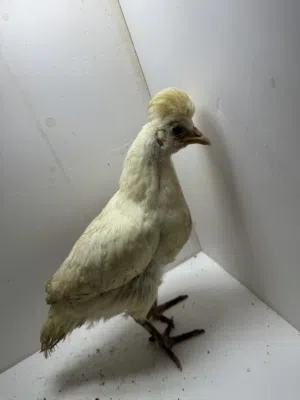 Chickens 3 months old