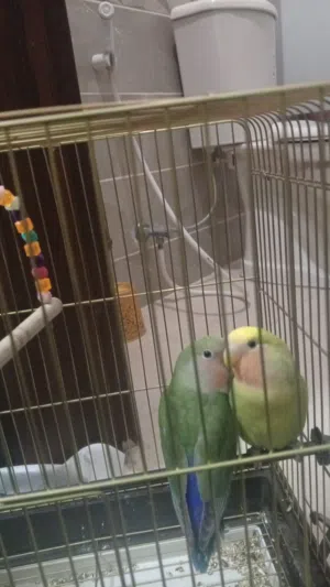 جوز طيور روز طفره بعمر 3 شهور للبيع