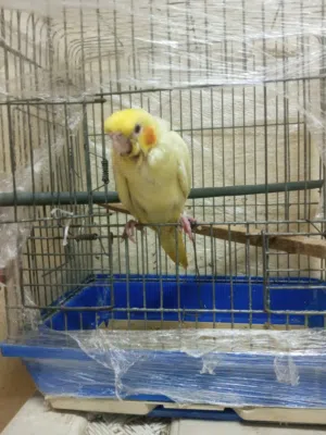 طائر كروان